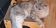 Yumi a rejoint le concours — aidez-le/la à gagner de superbes lots ! cat, fluffy, gray_cat, white_fur, cat_scratch_pad, wooden_furniture, indoor, floor, relaxed, pet, animal, feline, long_hair, resting, side_view, calm, domestic_cat, cute, cozy, home