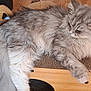 cat, fluffy, gray_cat, white_fur, cat_scratch_pad, wooden_furniture, indoor, floor, relaxed, pet, animal, feline, long_hair, resting, side_view, calm, domestic_cat, cute, cozy, home