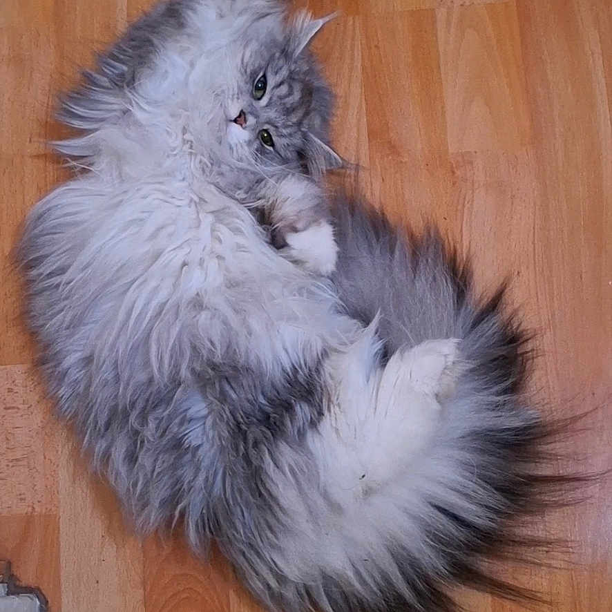 Yumi a rejoint le concours — aidez-le/la à gagner de superbes lots ! animal, cat, cute, domestic_cat, feline, fluffy, fur, gray, indoor, looking_up, lying_down, paw, pet, portrait, relaxed, stretching, tail, whiskers, white, wooden_floor