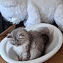 cat, fluffy, bowl, cardboard, teddy_bear, stuffed_animal, indoor, brick_wall, white, gray, pet, feline, cute, cozy, animal, fur, household, relaxing, container, soft_toy