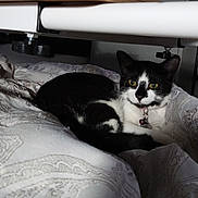 Harmony is registered to the contest to win money with this photo: cat, black_and_white, pet, indoor, blanket, resting, collar, feline, fur, domestic_animal, yellow_eyes, curious, table, quiet, cozy, animal, comfort, soft_texture, laying, closeup