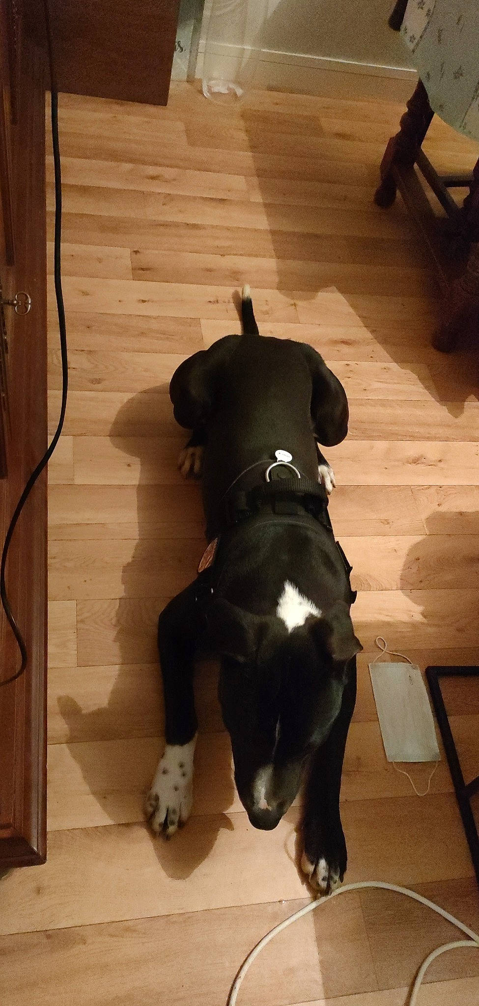 Joker a rejoint le concours — aidez-le/la à gagner de superbes lots ! borador, carnivore, companion_dog, dog, dog_breed, dog_collar, floor, flooring, fur, guard_dog, hardwood, pet_supply, shadow, sporting_group, tail, terrestrial_animal, tints_and_shades, wood, wood_flooring, working_animal