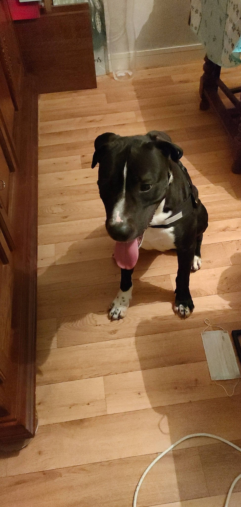 Joker participe au concours pour gagner de l'argent avec cette photo : canidae, carnivore, collar, companion_dog, dog, dog_breed, dog_collar, dog_supply, fawn, floor, flooring, hardwood, laminate_flooring, pet_supply, snout, sporting_group, tail, wood, wood_stain, working_animal