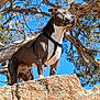 dog, outdoor, rock, tree, sky, animal, nature, pet, canine, blue_sky, branch, standing, daylight, adventure, majestic, confident, leash, harness, landscape, wild