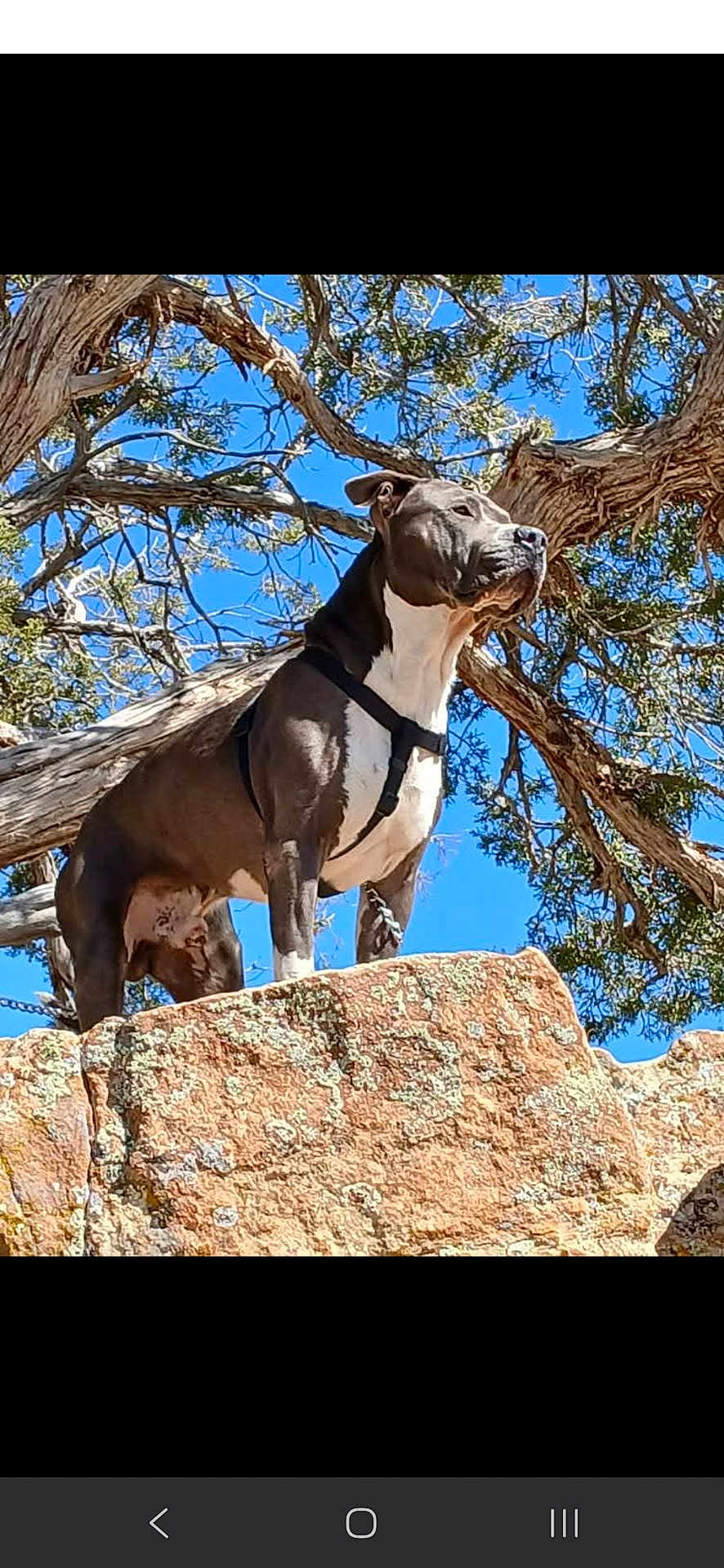 Chucky is registered to the contest to win money with this photo: dog, outdoor, rock, tree, sky, animal, nature, pet, canine, blue_sky, branch, standing, daylight, adventure, majestic, confident, leash, harness, landscape, wild