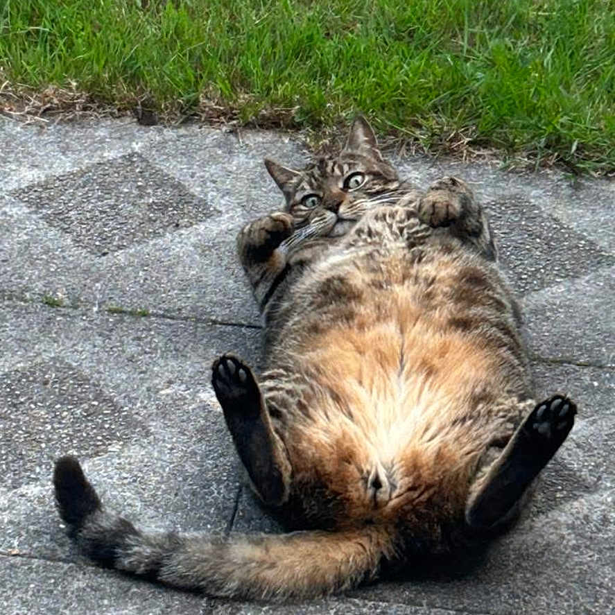Milo