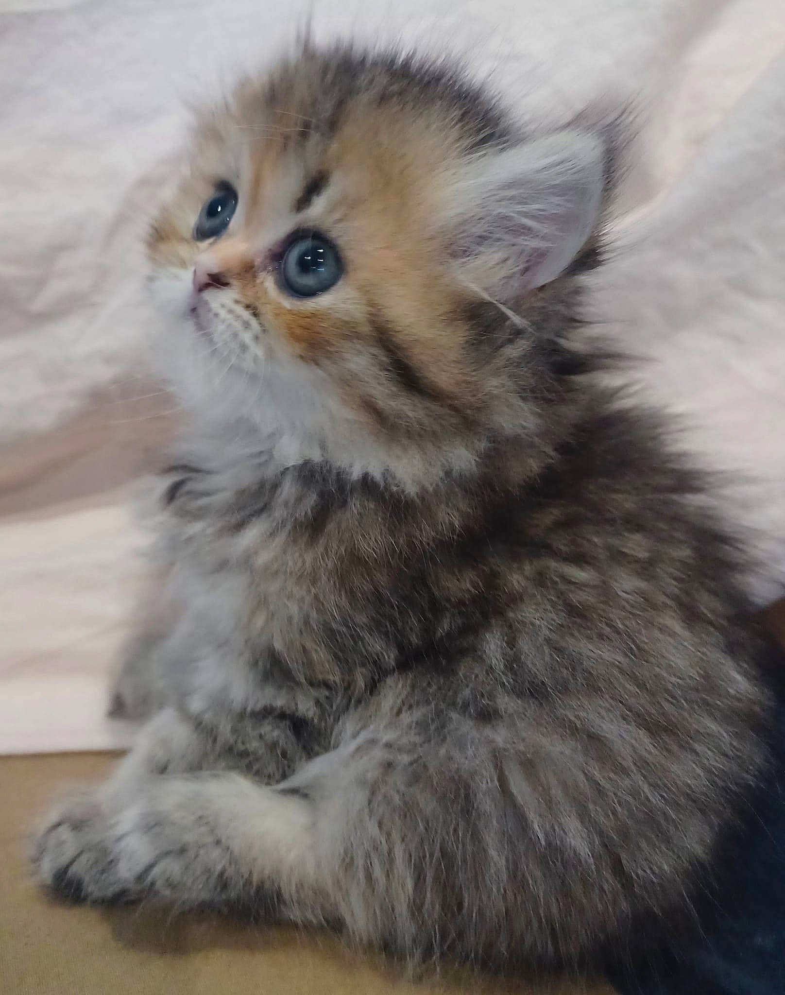 Uma a rejoint le concours — aidez-le/la à gagner de superbes lots ! british_longhair, carnivore, cat, claw, felidae, flooring, fur, paw, selkirk_rex, small_to_medium_sized_cats, tail, terrestrial_animal, whiskers