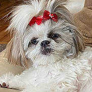 Koko joined the competition — help win amazing prizes! dog, small_dog, fluffy, white_fur, gray_fur, red_bow, long_hair, pet, animal, portrait, close_up, indoors, couch, relaxed, lying_down, grumpy_expression, black_nose, brown_ears, groomed, cute