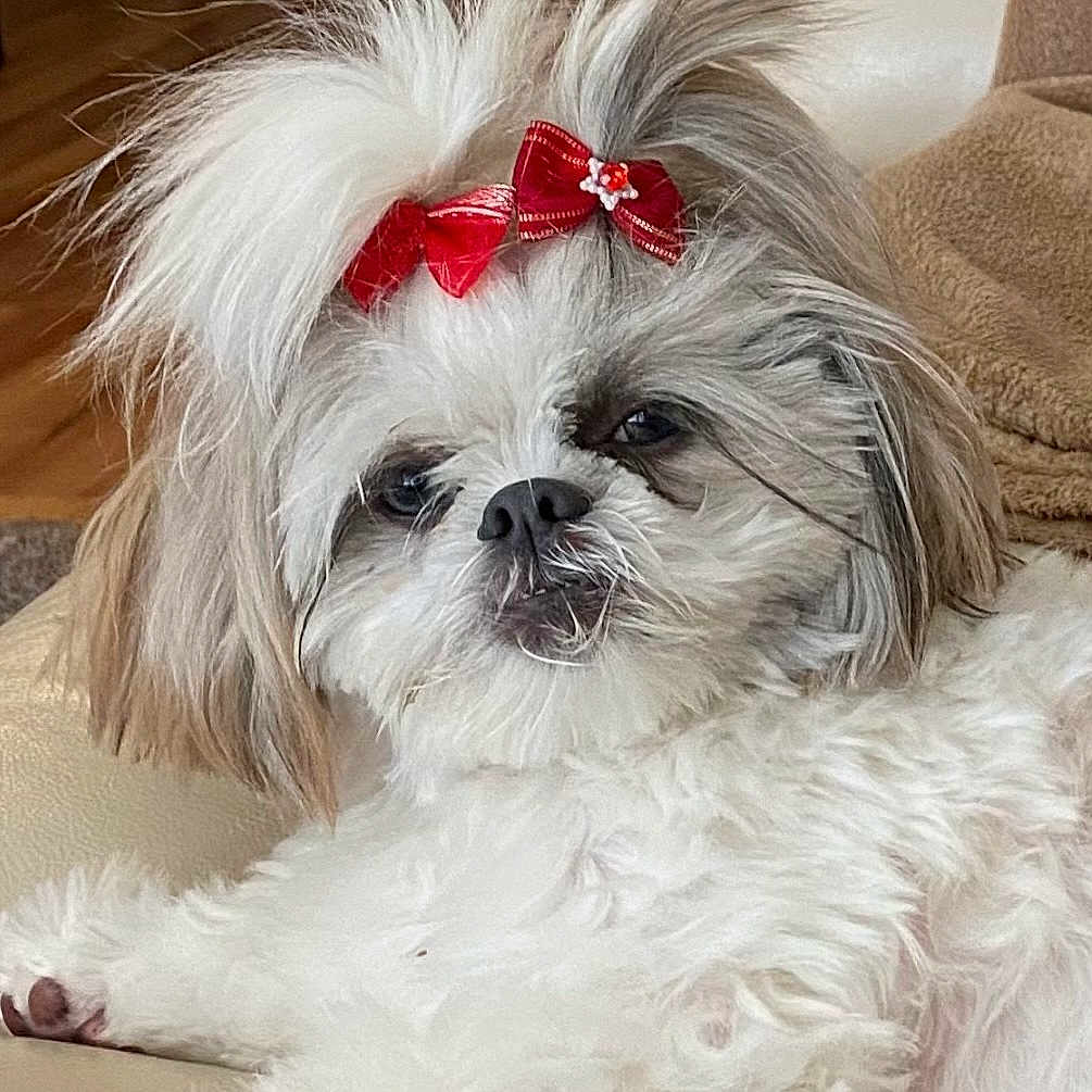 Koko joined the competition — help win amazing prizes! dog, small_dog, fluffy, white_fur, gray_fur, red_bow, long_hair, pet, animal, portrait, close_up, indoors, couch, relaxed, lying_down, grumpy_expression, black_nose, brown_ears, groomed, cute