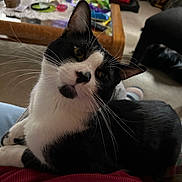 Johnnie joined the competition — help win amazing prizes! cat, black_and_white, pet, animal, close_up, portrait, whiskers, ears, eyes, nose, fur, bicolor, sitting, relaxed, indoors, home, couch, blanket, furniture, photography