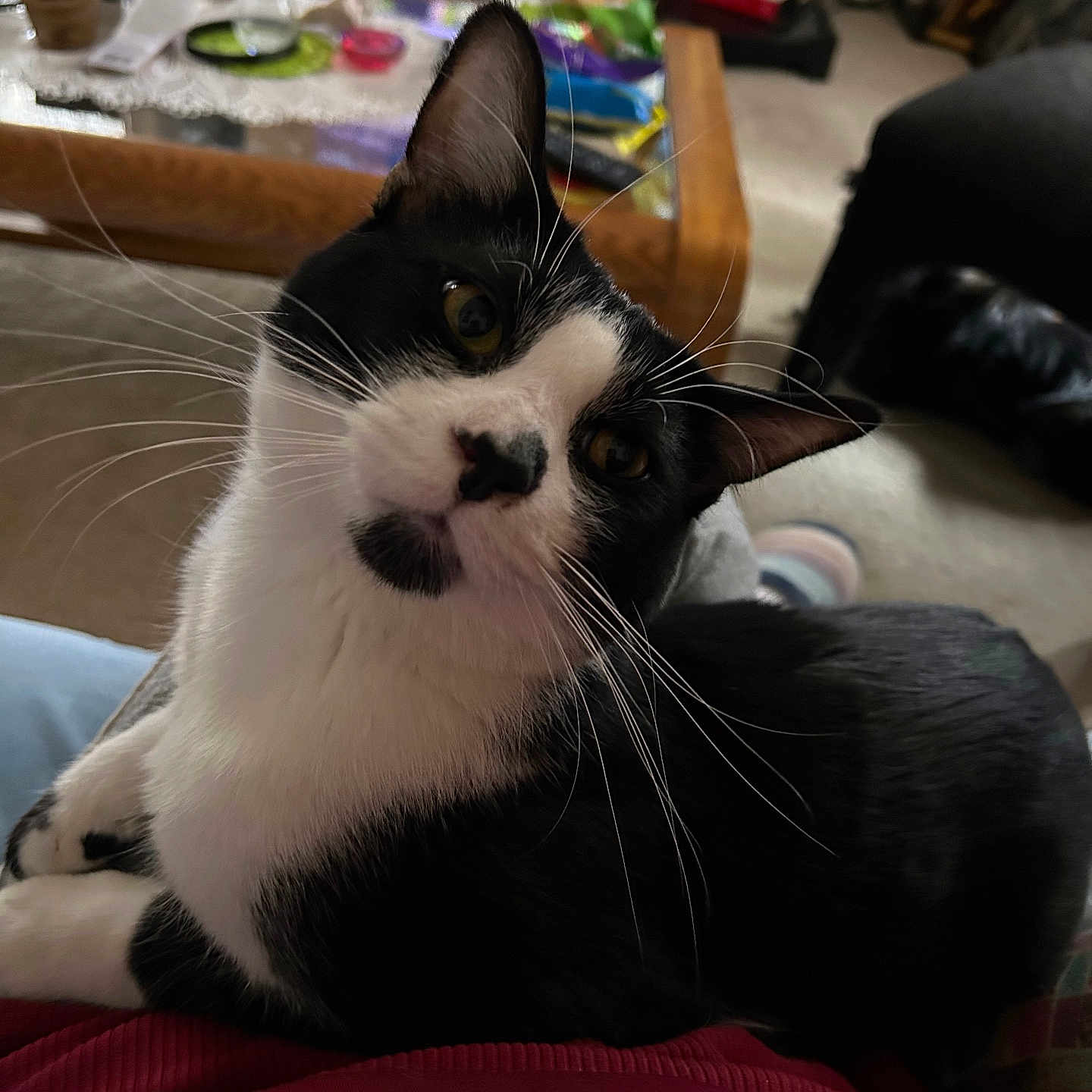 Johnnie joined the competition — help win amazing prizes! cat, black_and_white, pet, animal, close_up, portrait, whiskers, ears, eyes, nose, fur, bicolor, sitting, relaxed, indoors, home, couch, blanket, furniture, photography