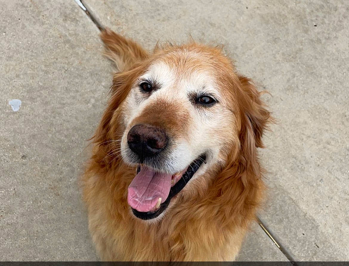 Chico joined the competition — help win amazing prizes! ancient_dog_breeds, carnivore, clock, companion_dog, dog, dog_breed, fang, fawn, fur, golden_retriever, gun_dog, liver, paw, plant, retriever, snout, sporting_group, terrestrial_animal, whiskers, working_dog