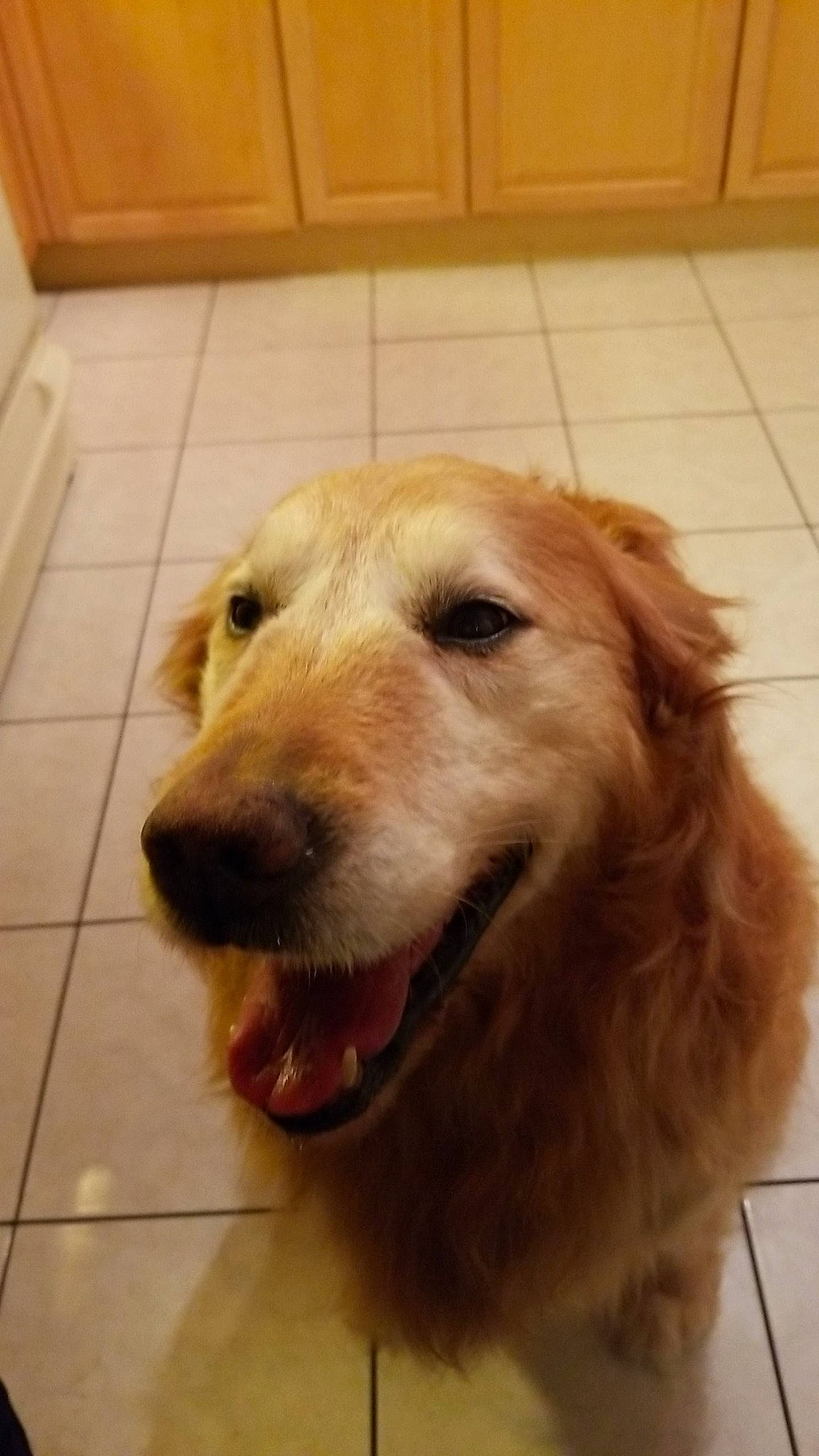 Chico is registered to the contest to win money with this photo: carnivore, companion_dog, dog, dog_breed, floor, flooring, fur, golden_retriever, gun_dog, hardwood, liver, paw, retriever, sporting_group, tile, tile_flooring, whiskers, wood, wood_stain, working_animal