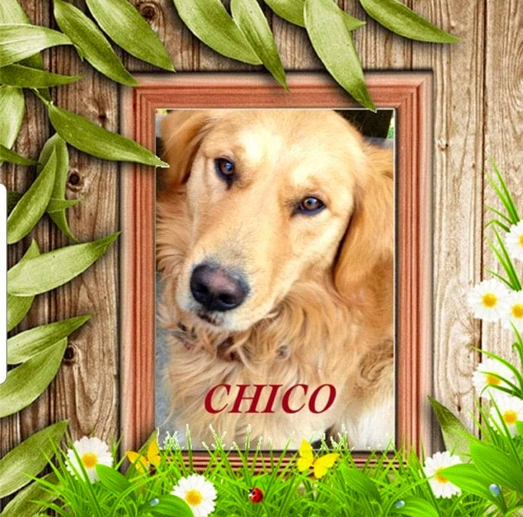 Chico is registered to the contest to win money with this photo: art, botany, canidae, carnivore, companion_dog, dog, dog_breed, fawn, flower, grass, nature, photo_caption, picture_frame, plant, rectangle, sporting_group, terrestrial_animal, terrestrial_plant, wildlife, wood