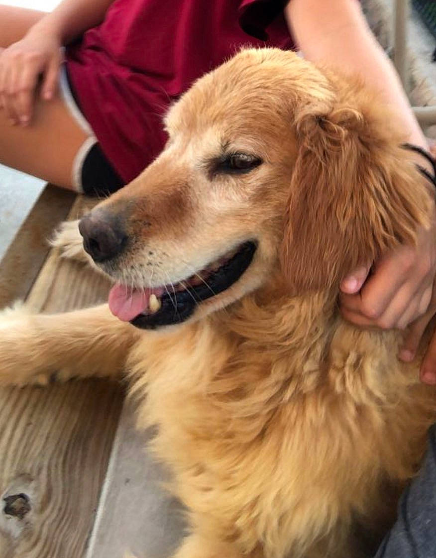 Chico joined the competition — help win amazing prizes! canidae, carnivore, companion_dog, dog, dog_breed, event, fawn, flooring, fur, golden_retriever, hardwood, natural_material, plank, snout, sporting_group, varnish, wood, wood_stain, working_animal, working_dog