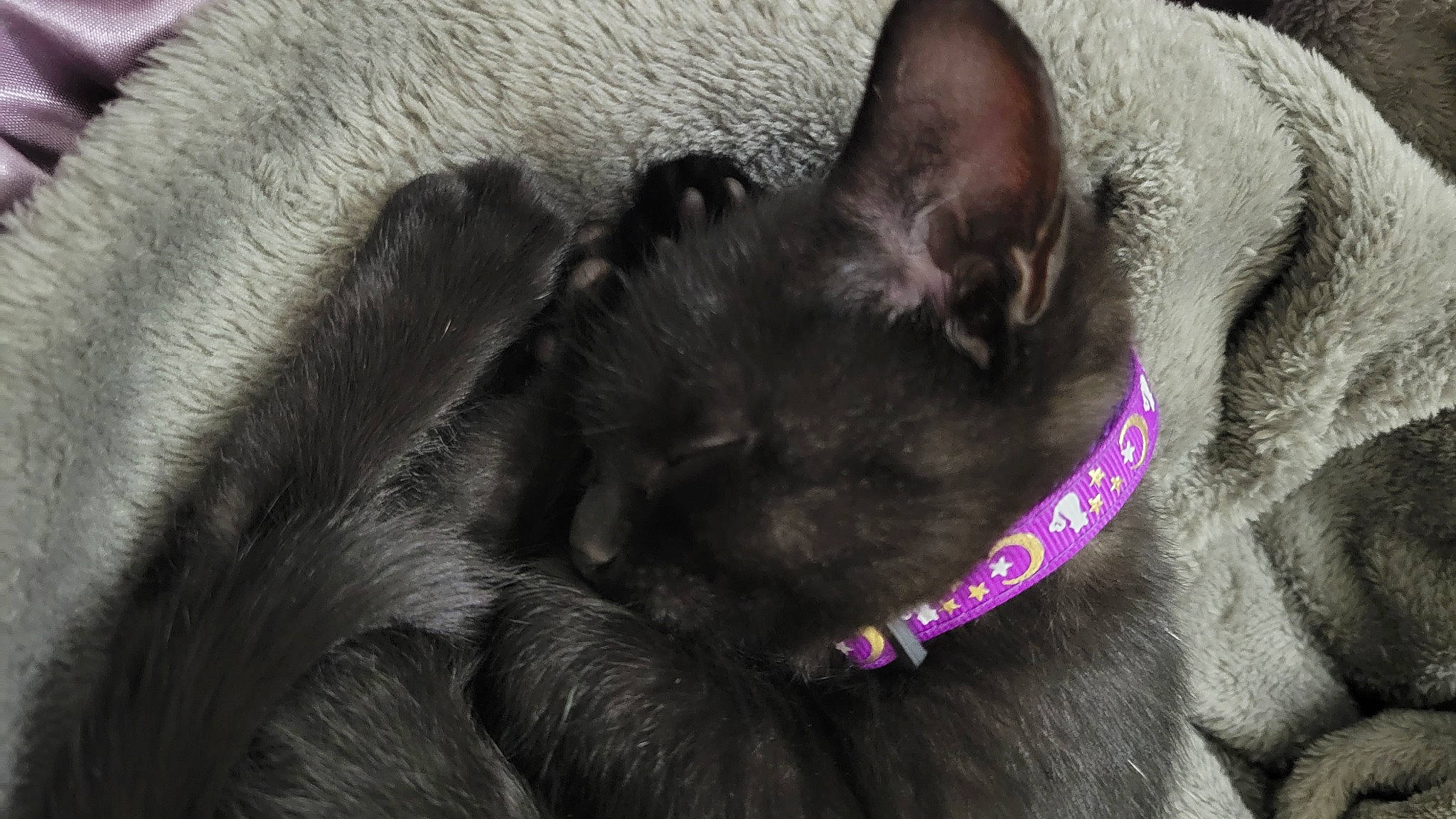 Maleficent is registered to the contest to win money with this photo: black_cat, bombay, canidae, carnivore, cat, claw, collar, comfort, dog_breed, domestic_short_haired_cat, ear, felidae, fur, grey, nap, small_to_medium_sized_cats, sporting_group, tail, terrestrial_animal, whiskers