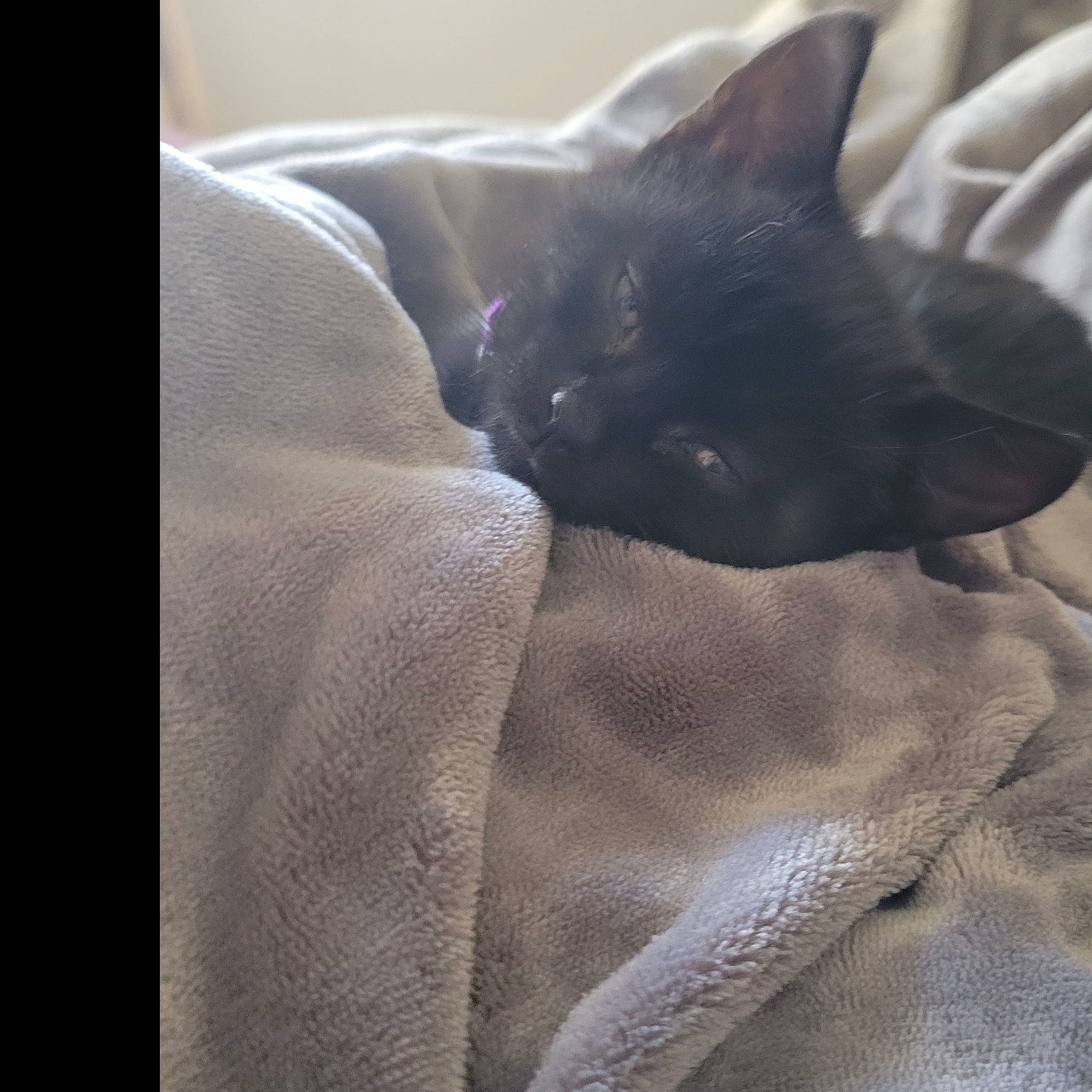 Maleficent is registered to the contest to win money with this photo: bedding, black_cat, bombay, carnivore, cat, comfort, domestic_short_haired_cat, felidae, fur, grey, linens, room, small_to_medium_sized_cats, snout, tail, tints_and_shades, whiskers