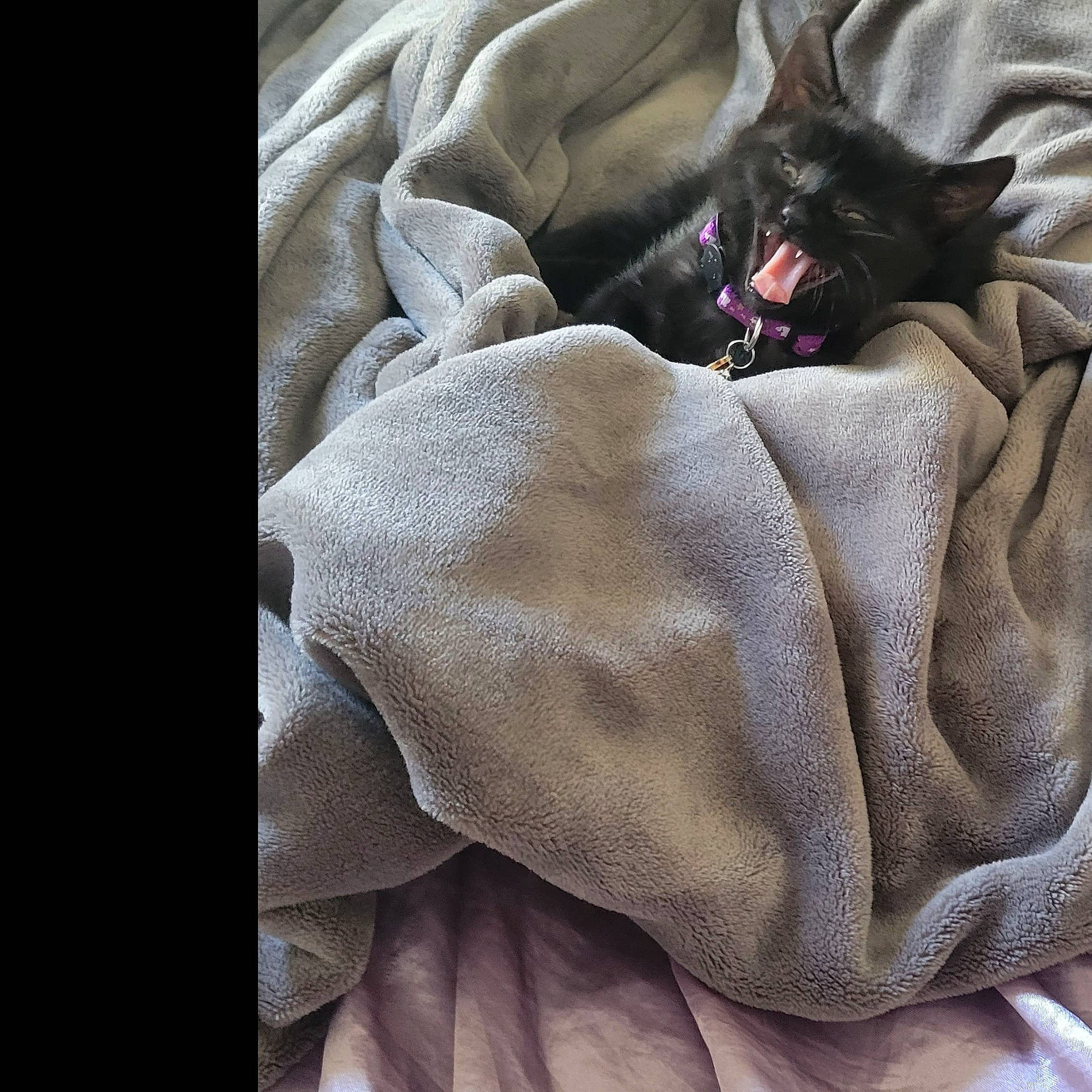 Maleficent joined the competition — help win amazing prizes! carmine, carnivore, comfort, companion_dog, dog, dog_breed, dog_supply, fawn, felidae, fur, grey, guard_dog, linens, nap, pattern, small_to_medium_sized_cats, sporting_group, tail, whiskers, working_animal