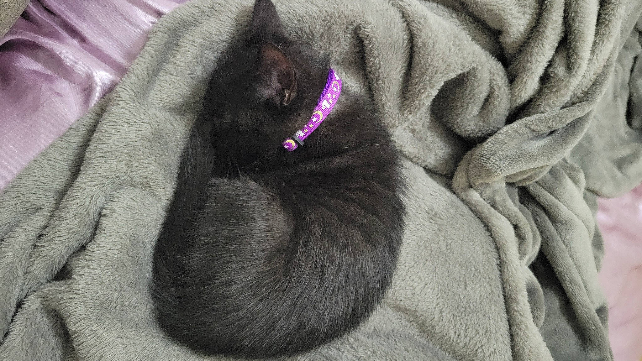 Maleficent joined the competition — help win amazing prizes! canidae, carnivore, cat, collar, comfort, dog, dog_breed, fawn, felidae, fur, fur_clothing, grey, linens, liver, magenta, natural_material, small_to_medium_sized_cats, snout, sporting_group, whiskers