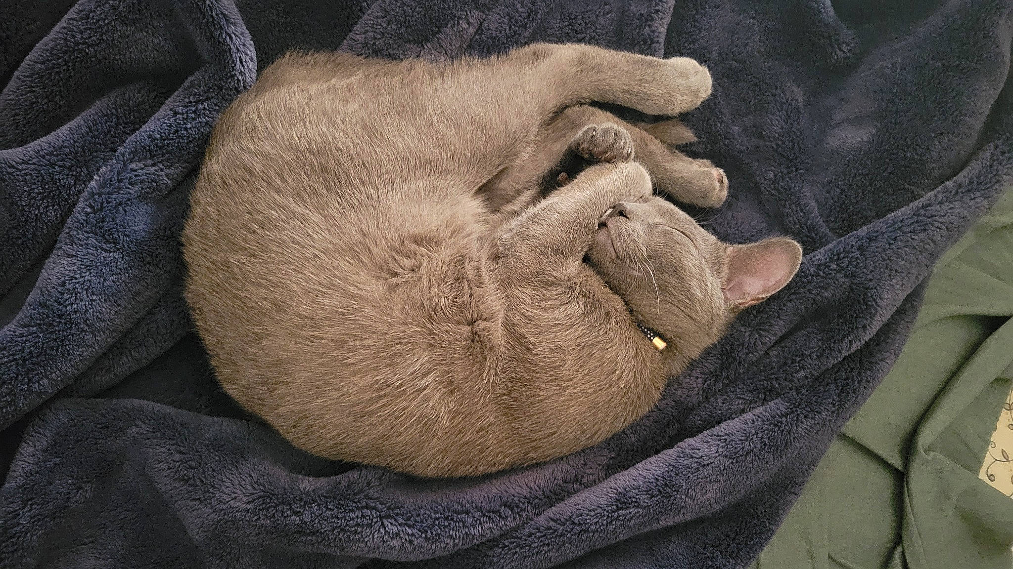 Kurama is registered to the contest to win money with this photo: bag, comfort, fawn, fiber, fur, gesture, grey, human_leg, linens, nail, pattern, sleeve, snout, terrestrial_animal, thread, wildlife, wool, working_animal, wrinkle, wrist