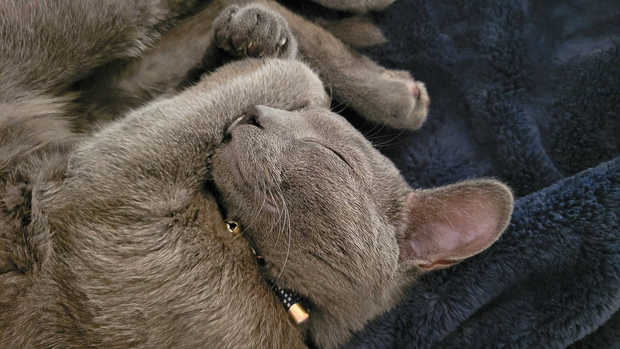 Kurama is registered to the contest to win money with this photo: carnivore, cat, comfort, dog_breed, ear, fawn, felidae, fur, grey, liver, paw, small_to_medium_sized_cats, snout, sporting_group, tail, terrestrial_animal, whiskers, wildlife, working_animal, wrinkle