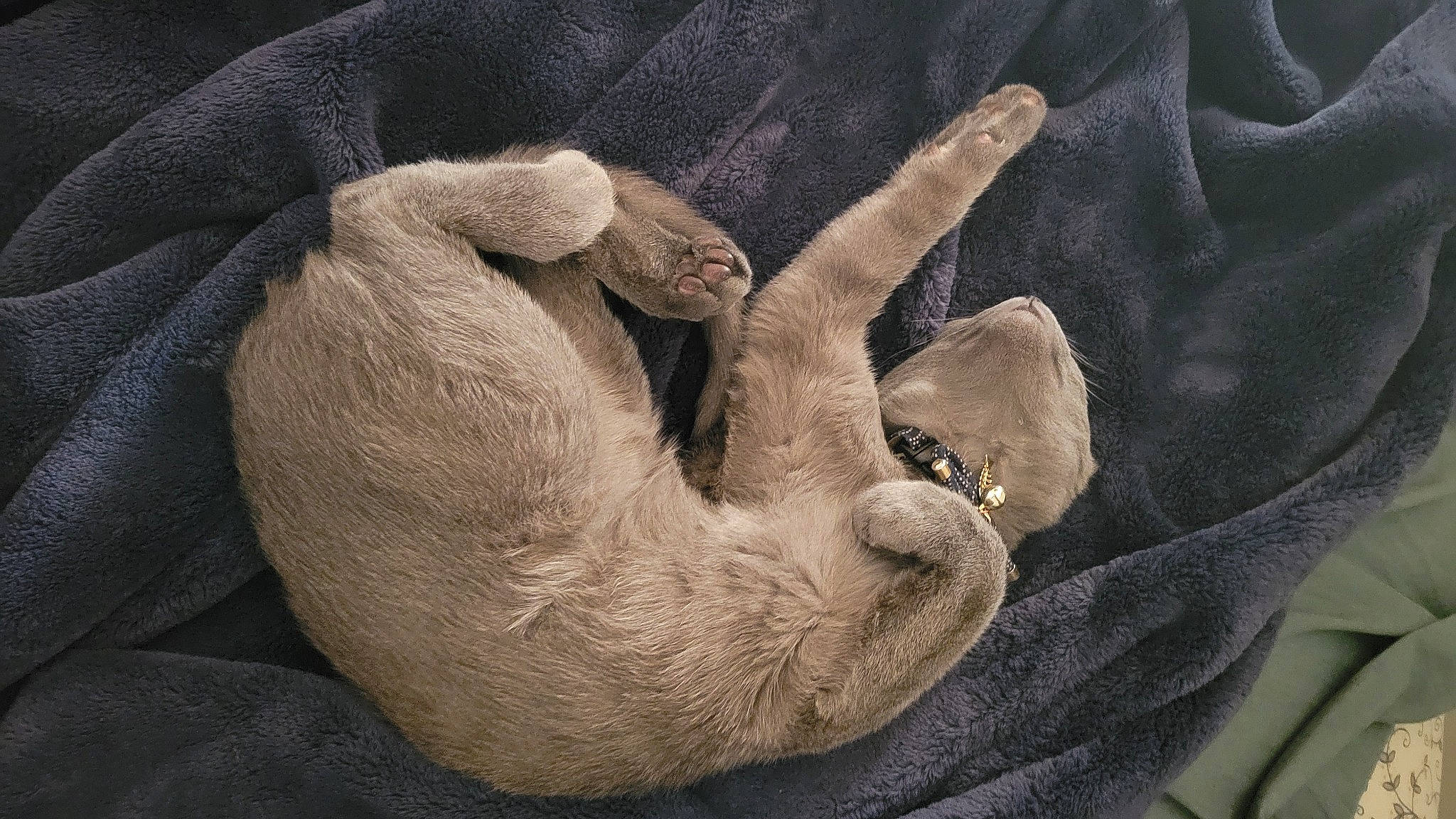 Kurama is registered to the contest to win money with this photo: canidae, claw, comfort, dog_breed, foot, fur, gesture, grey, gunny_sack, human_leg, nail, pattern, paw, snout, sporting_group, terrestrial_animal, wool, working_animal, wrinkle, wrist