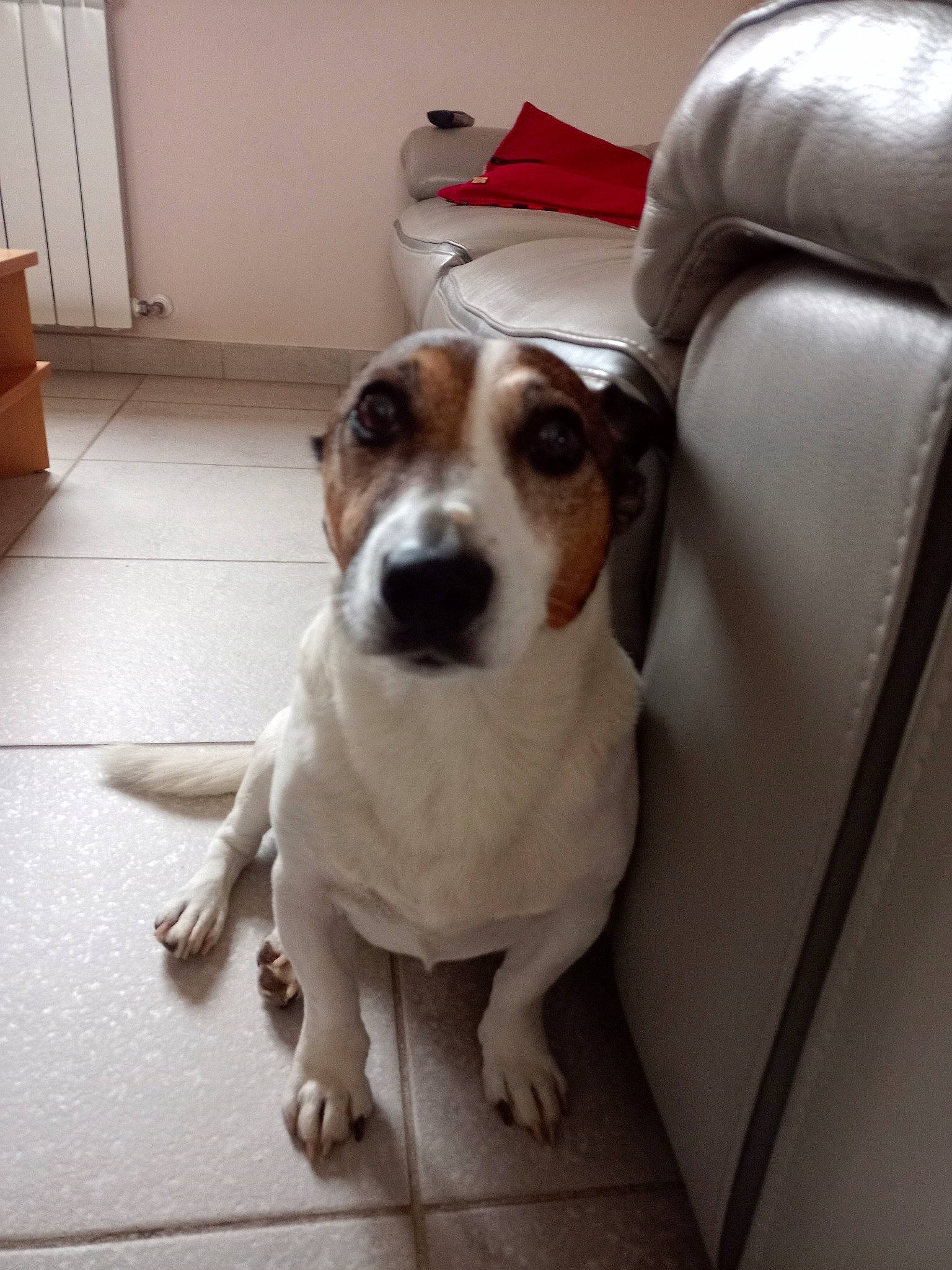 Loco a rejoint le concours — aidez-le/la à gagner de superbes lots ! american_foxhound, basset_artesien_normand, basset_hound, beagle, canidae, carnivore, companion_dog, dog, dog_breed, drever, fawn, harrier, hound, mammal, nose, puppy, russell_terrier, snout, treeing_walker_coonhound, vertebrate