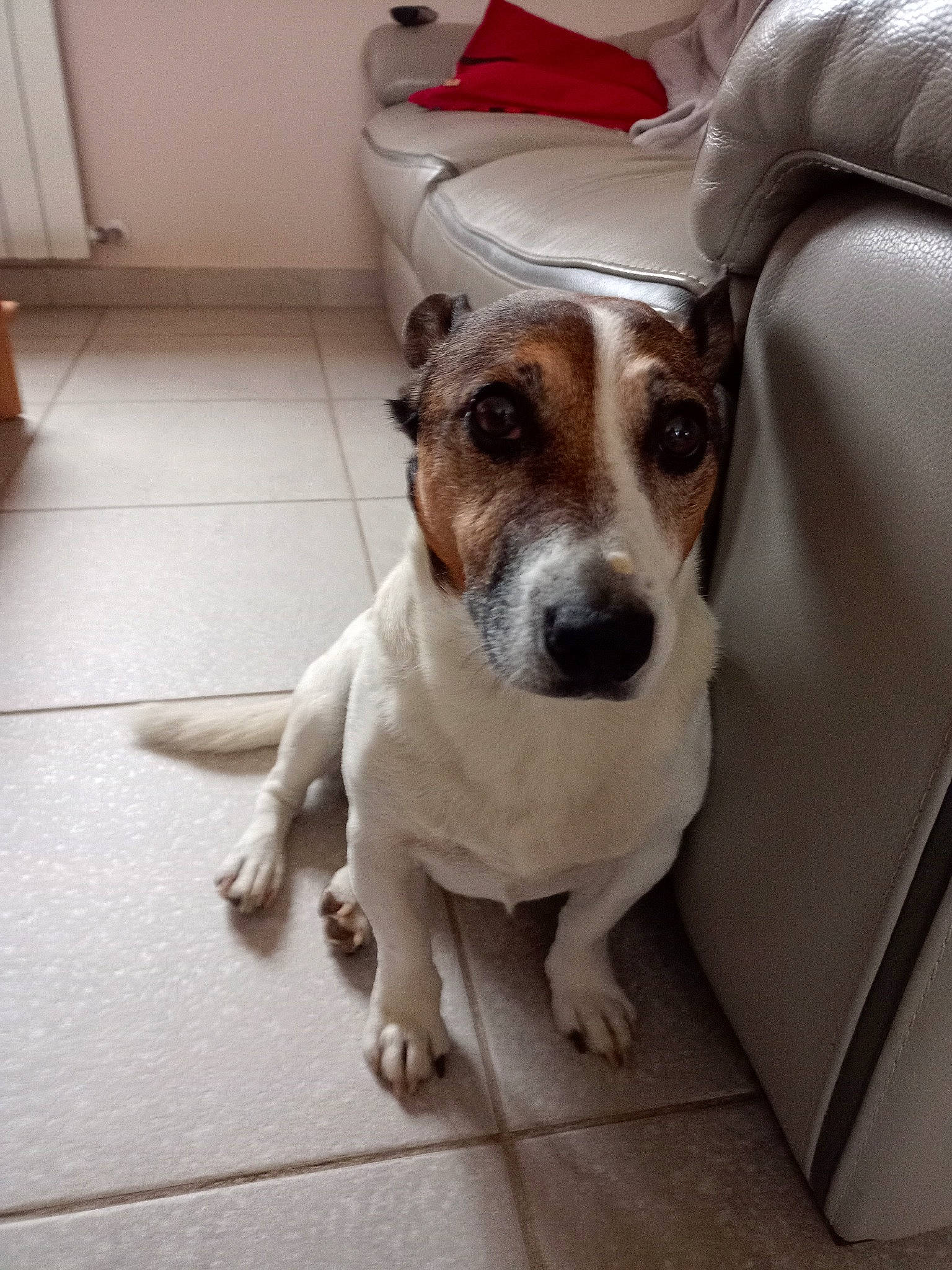 Loco a rejoint le concours — aidez-le/la à gagner de superbes lots ! beagle, canidae, carnivore, companion_dog, danish_swedish_farmdog, dog, dog_breed, fawn, jack_russell_terrier, mammal, parson_russell_terrier, paw, rare_breed_dog, russell_terrier, snout, vertebrate