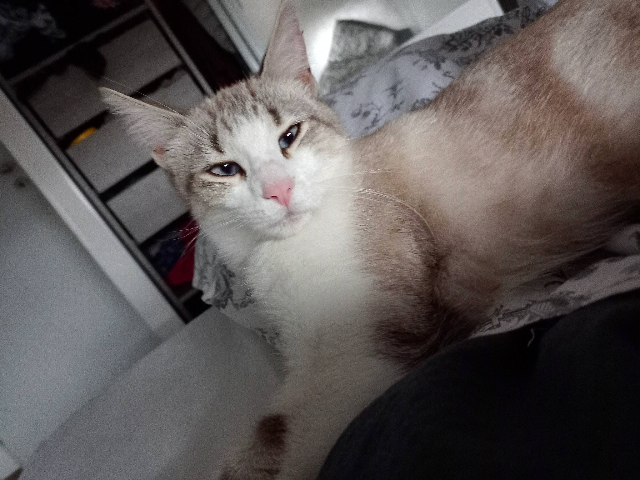 Simba participe au concours pour gagner de l'argent avec cette photo : aegean_cat, asian, burmilla, carnivore, cat, domestic_short_haired_cat, ear, european_shorthair, eye, felidae, fur, kitten, mammal, ojos_azules, small_to_medium_sized_cats, turkish_van, whiskers