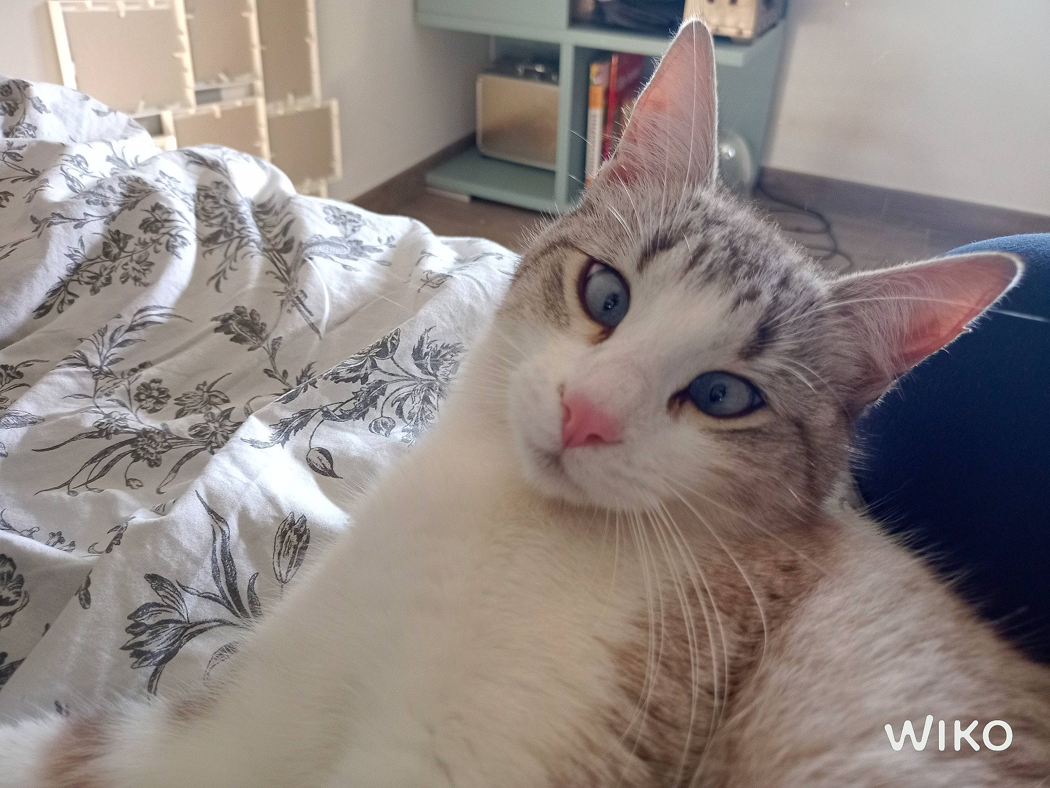 Simba a rejoint le concours — aidez-le/la à gagner de superbes lots ! aegean_cat, american_wirehair, asian, burmilla, carnivore, cat, domestic_short_haired_cat, ear, european_shorthair, eye, felidae, fur, kitten, mammal, nose, ojos_azules, small_to_medium_sized_cats, tabby_cat, turkish_van, whiskers