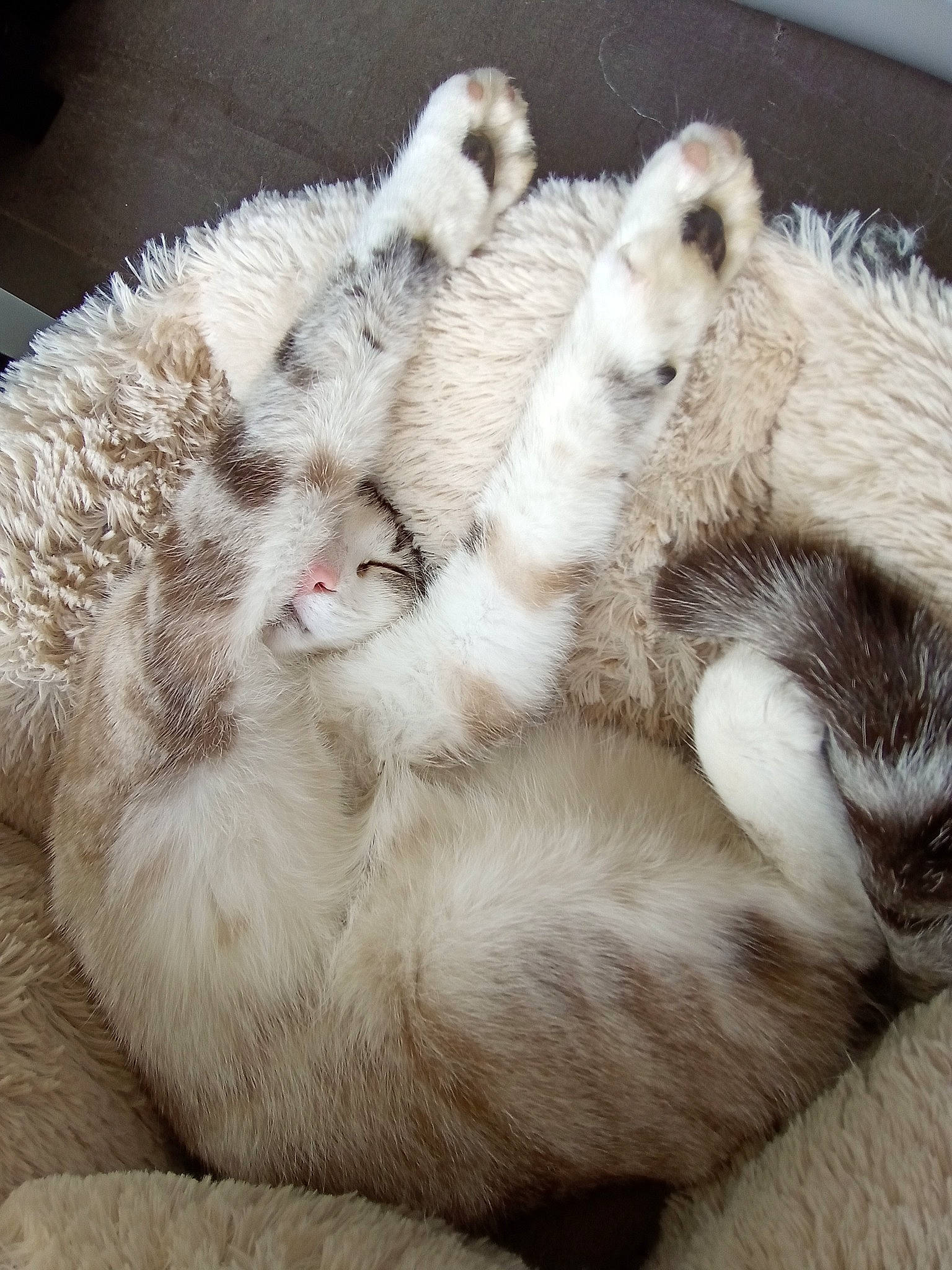 Simba participe au concours pour gagner de l'argent avec cette photo : carnivore, cat, claw, felidae, fur, paw, polydactyl_cat, small_to_medium_sized_cats, tail