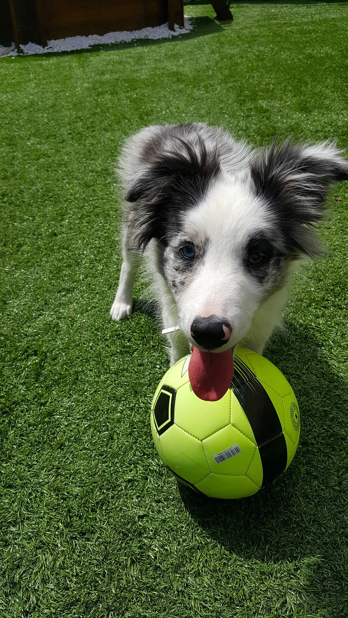 Alto a rejoint le concours — aidez-le/la à gagner de superbes lots ! ball, border_collie, canidae, carnivore, companion_dog, dog, dog_breed, football, grass, groundcover, herding_dog, lawn, plant, snout, sporting_group, sports_equipment, sports_toy, tennis_ball, toy, working_animal