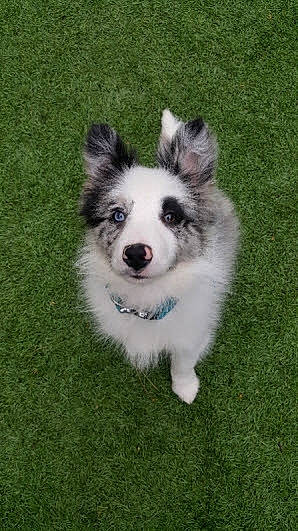 Alto a rejoint le concours — aidez-le/la à gagner de superbes lots ! ancient_dog_breeds, art, canidae, carnivore, companion_dog, dog, dog_breed, fur, grass, herding_dog, sled_dog, sporting_group, terrestrial_animal, working_dog