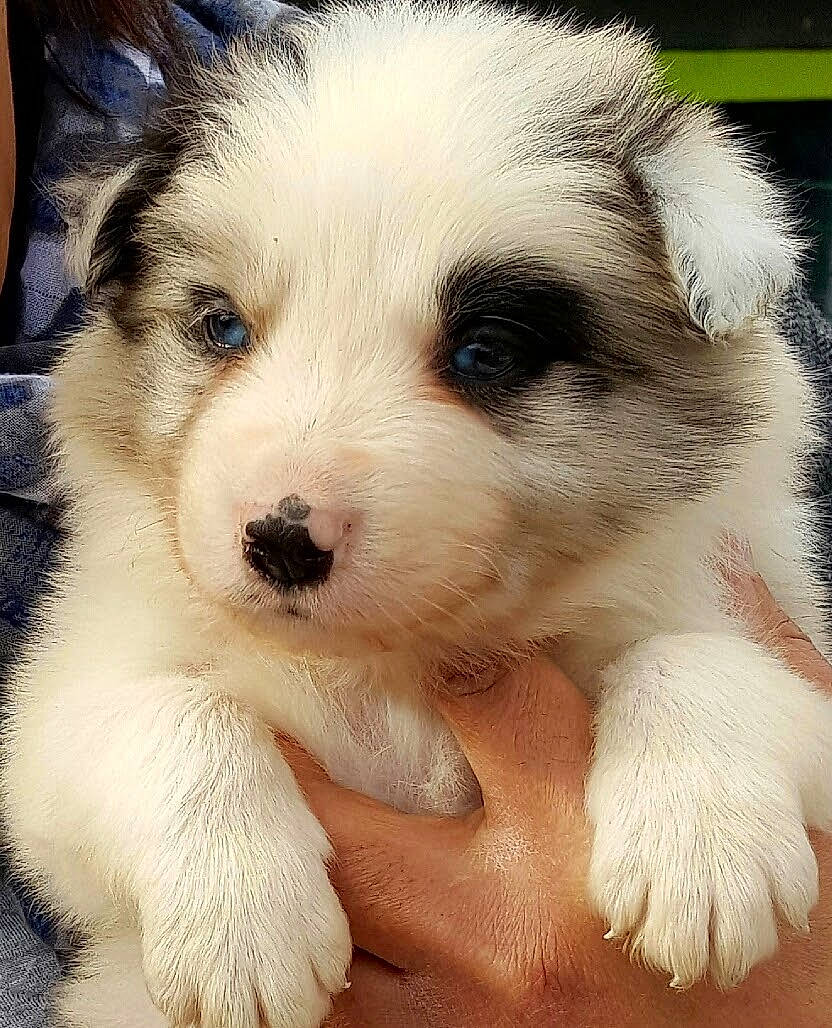 Alto participe au concours pour gagner de l'argent avec cette photo : ancient_dog_breeds, bored, canidae, carnivore, companion_dog, dog, dog_breed, fur, non_sporting_group, puppy, puppy_love, snout, sporting_group, terrestrial_animal, toy_dog, whiskers, working_animal, working_dog