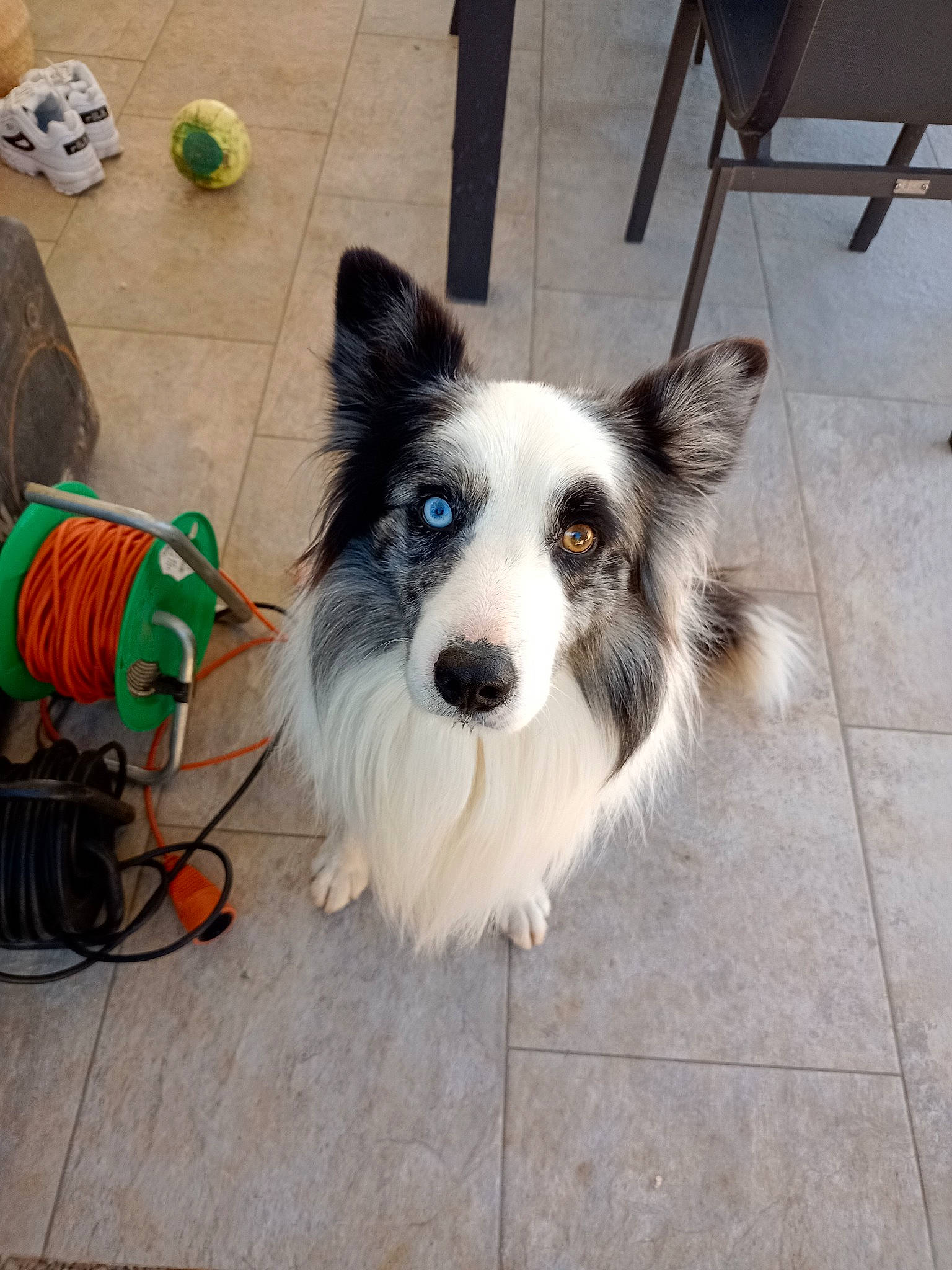 Milou participe au concours pour gagner de l'argent avec cette photo : australian_collie, australian_shepherd, border_collie, canidae, carnivore, companion_dog, dog, dog_breed, herding_dog, mammal, papillon, phalene, snout, sporting_group, vertebrate, working_dog