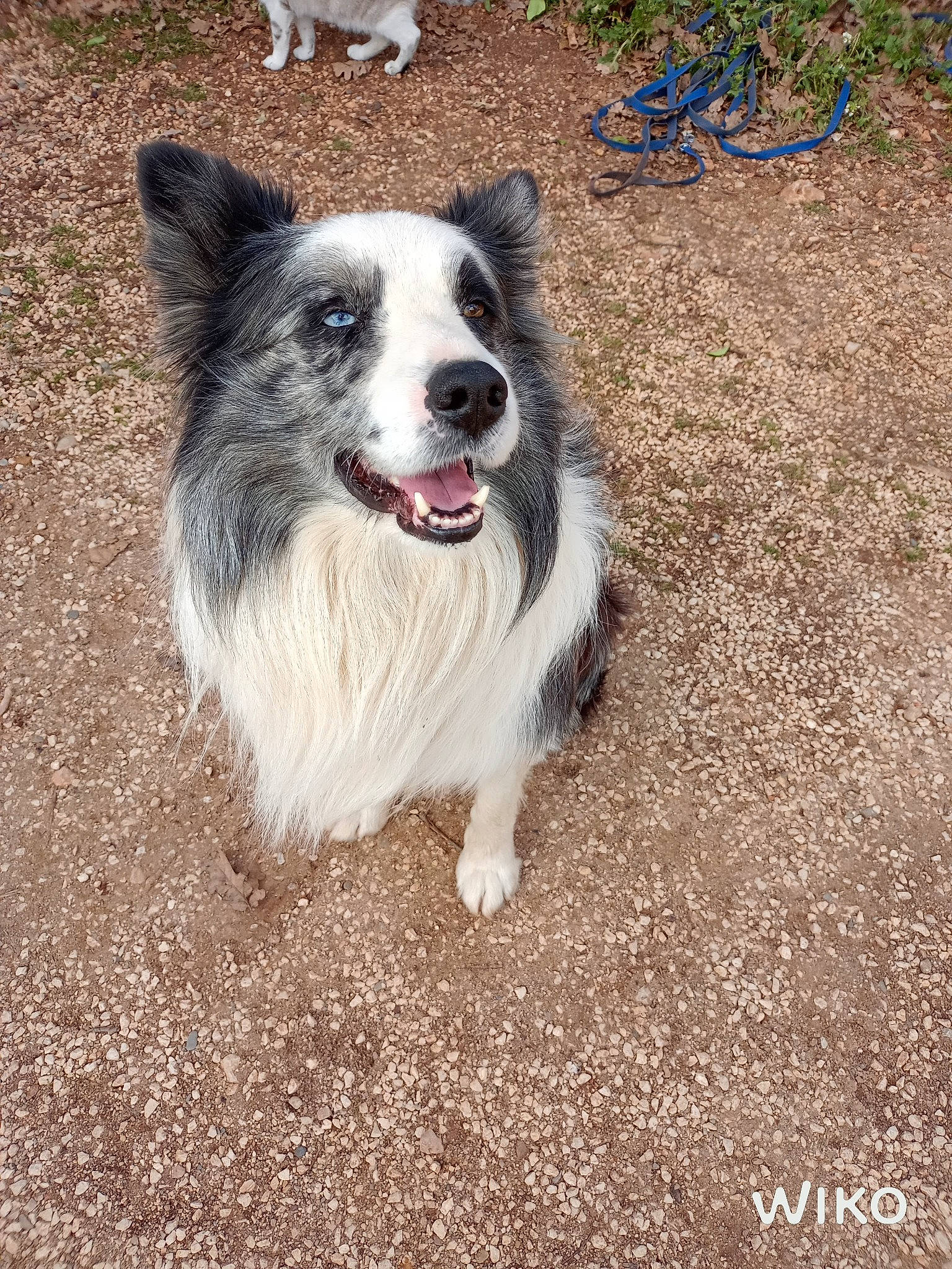 Milou a rejoint le concours — aidez-le/la à gagner de superbes lots ! canidae, carnivore, collar, companion_dog, dog, dog_breed, dog_supply, paw, snout, soil, sporting_group, tail, terrestrial_animal, whiskers, working_animal, working_dog