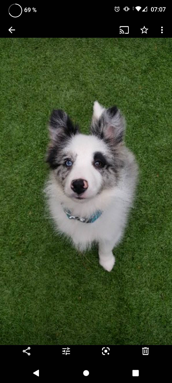 Milou a rejoint le concours — aidez-le/la à gagner de superbes lots ! australian_collie, australian_shepherd, border_collie, canidae, carnivore, companion_dog, dog, dog_breed, elo, grass, mammal, miniature_australian_shepherd, papillon, puppy, rare_breed_dog, shetland_sheepdog, sporting_group, vertebrate