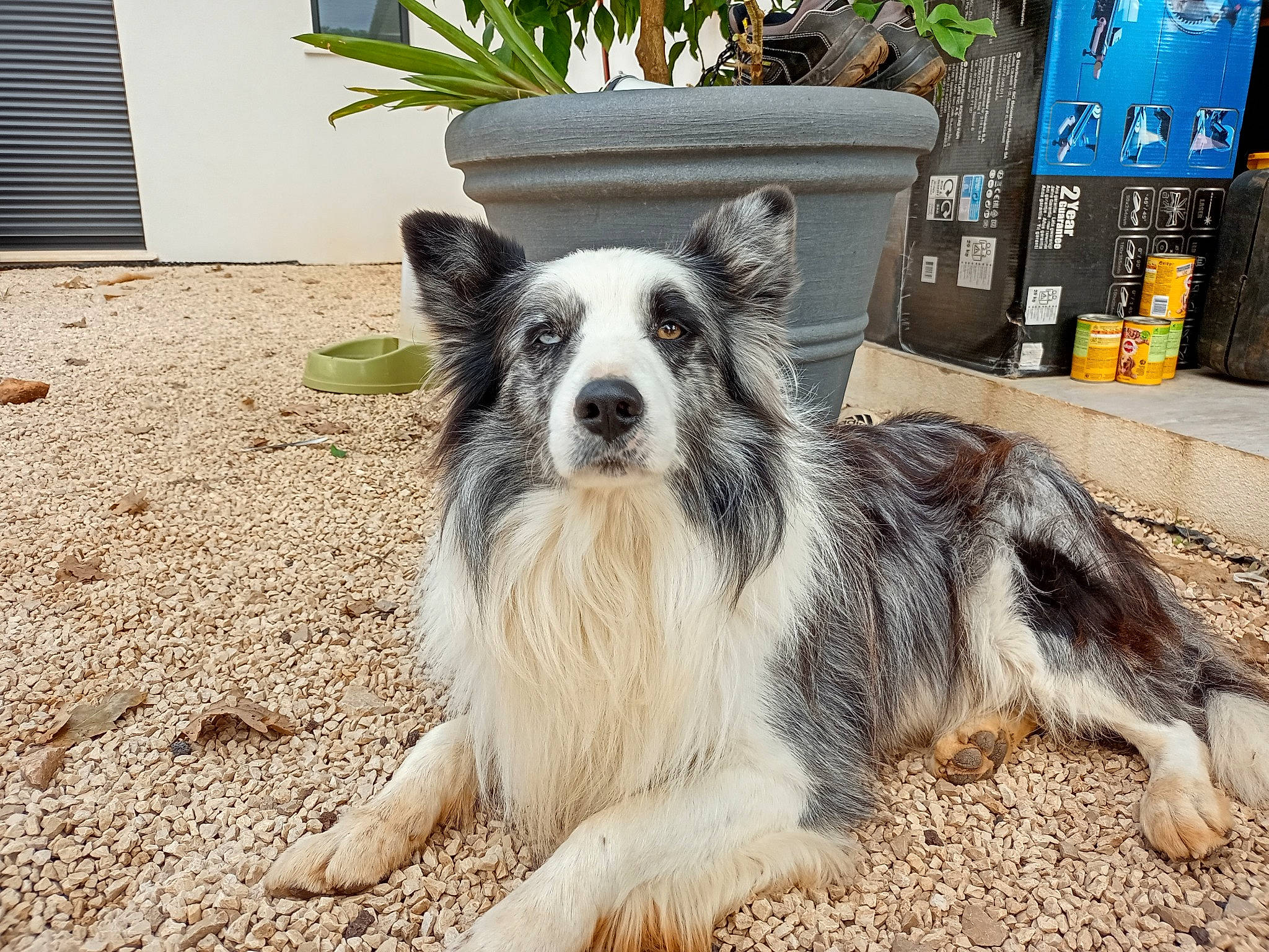 Milou a rejoint le concours — aidez-le/la à gagner de superbes lots ! australian_collie, australian_shepherd, border_collie, canidae, carnivore, companion_dog, dog, dog_breed, herding_dog, mammal, miniature_australian_shepherd, rare_breed_dog, sporting_group, vertebrate, working_dog
