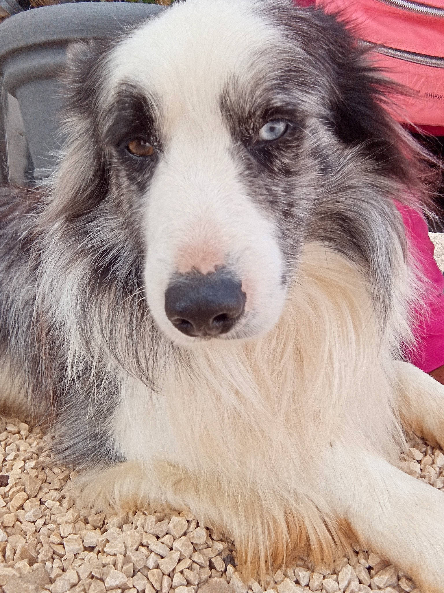 Milou participe au concours pour gagner de l'argent avec cette photo : australian_collie, australian_shepherd, border_collie, canidae, carnivore, companion_dog, dog, dog_breed, mammal, rare_breed_dog, silken_windhound, snout, vertebrate