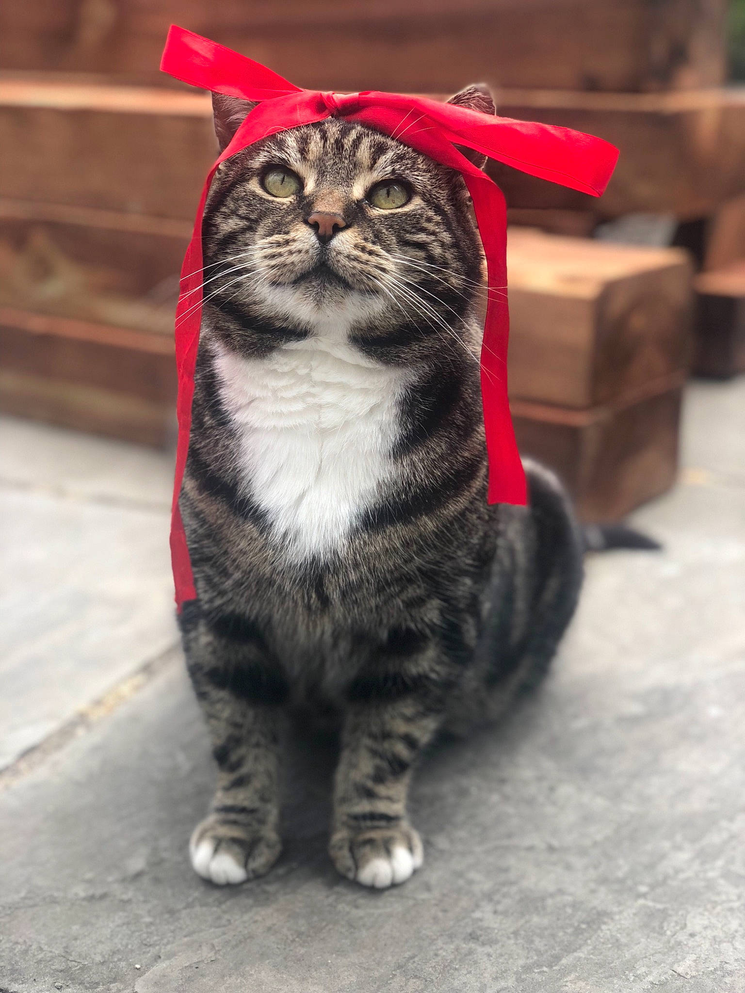 Elliott is registered to the contest to win money with this photo: aegean_cat, american_shorthair, american_wirehair, asian, carnivore, cat, domestic_short_haired_cat, dragon_li, european_shorthair, felidae, fur, kitten, mammal, munchkin, norwegian_forest_cat, paw, small_to_medium_sized_cats, snout, tabby_cat, whiskers