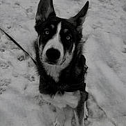 Oscar participe au concours pour gagner de l'argent avec cette photo : alert, animal, black_and_white, canine, close_up, cold, dog, ears_up, eyes, face, fur, leash, nature, outdoor, paw, pet, portrait, sitting, snow, winter
