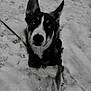 alert, animal, black_and_white, canine, close_up, cold, dog, ears_up, eyes, face, fur, leash, nature, outdoor, paw, pet, portrait, sitting, snow, winter