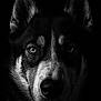 alert, animal, black_and_white, canine, close_up, dark_background, dog, ears, eyes, face, fur, husky, intense_gaze, majestic, monochrome, muzzle, pet, portrait, whiskers, wildlife