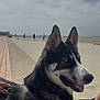 animal, beach, blue_eyes, canine, cloudy, daytime, dog, hand, husky, leash, outdoor, pavement, person, pet, portrait, relaxing, resting, sand, side_view, sky