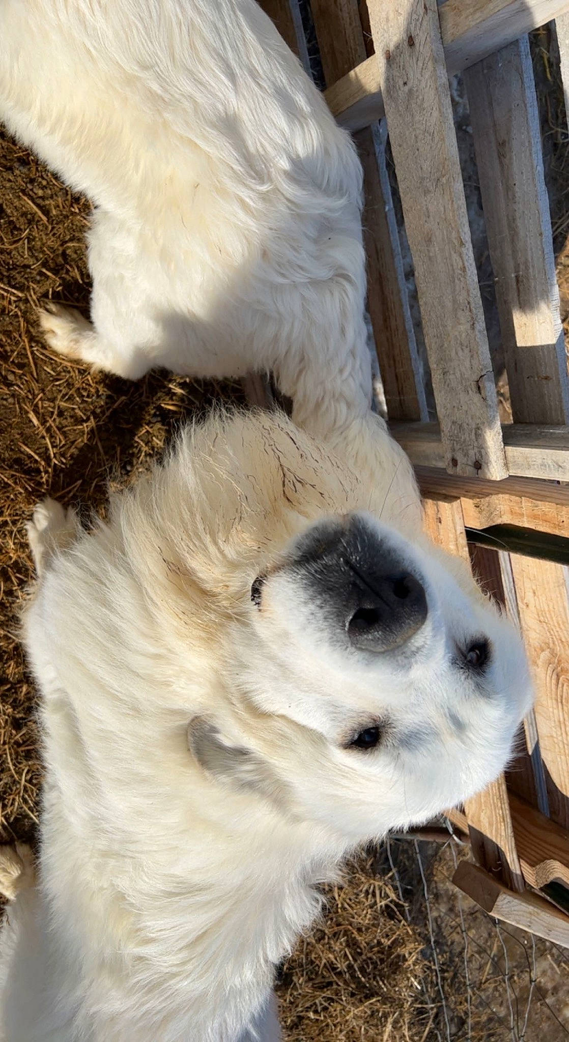 Thor is registered to the contest to win money with this photo: alpaca, camelid, canidae, carnivore, companion_dog, dog, dog_breed, fawn, fur, landscape, llama, pet_supply, plant, snout, terrestrial_animal, vicuna, whiskers, wildlife, wood, working_animal