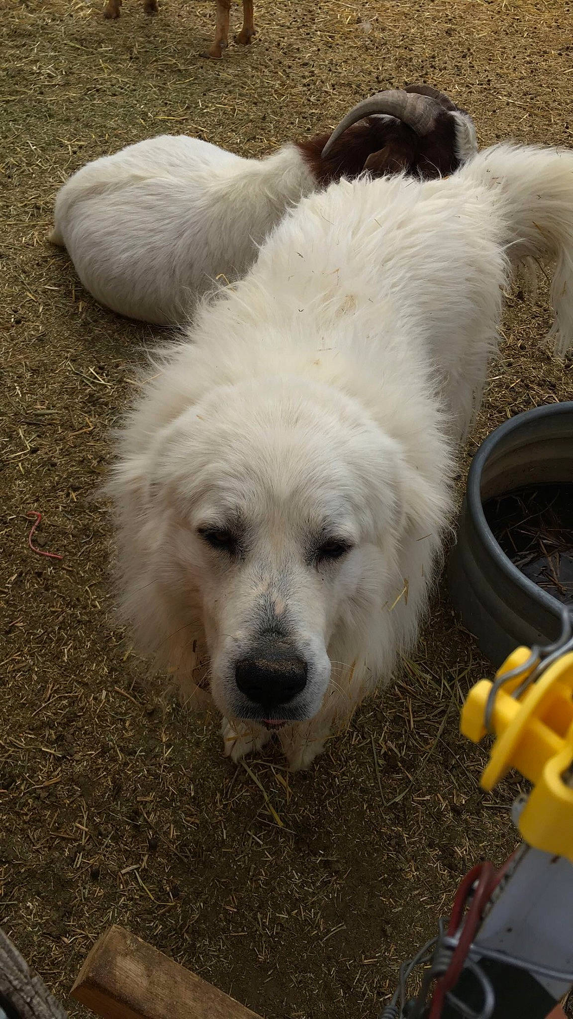 Thor joined the competition — help win amazing prizes! carnivore, companion_dog, dog, dog_breed, fur, grass, great_pyrenees, kuvasz, livestock_guardian_dog, maremma_sheepdog, polish_tatra_sheepdog, retriever, slovak_cuvac, small_terrier, snout, soil, sporting_group, terrier, toy_dog, working_animal