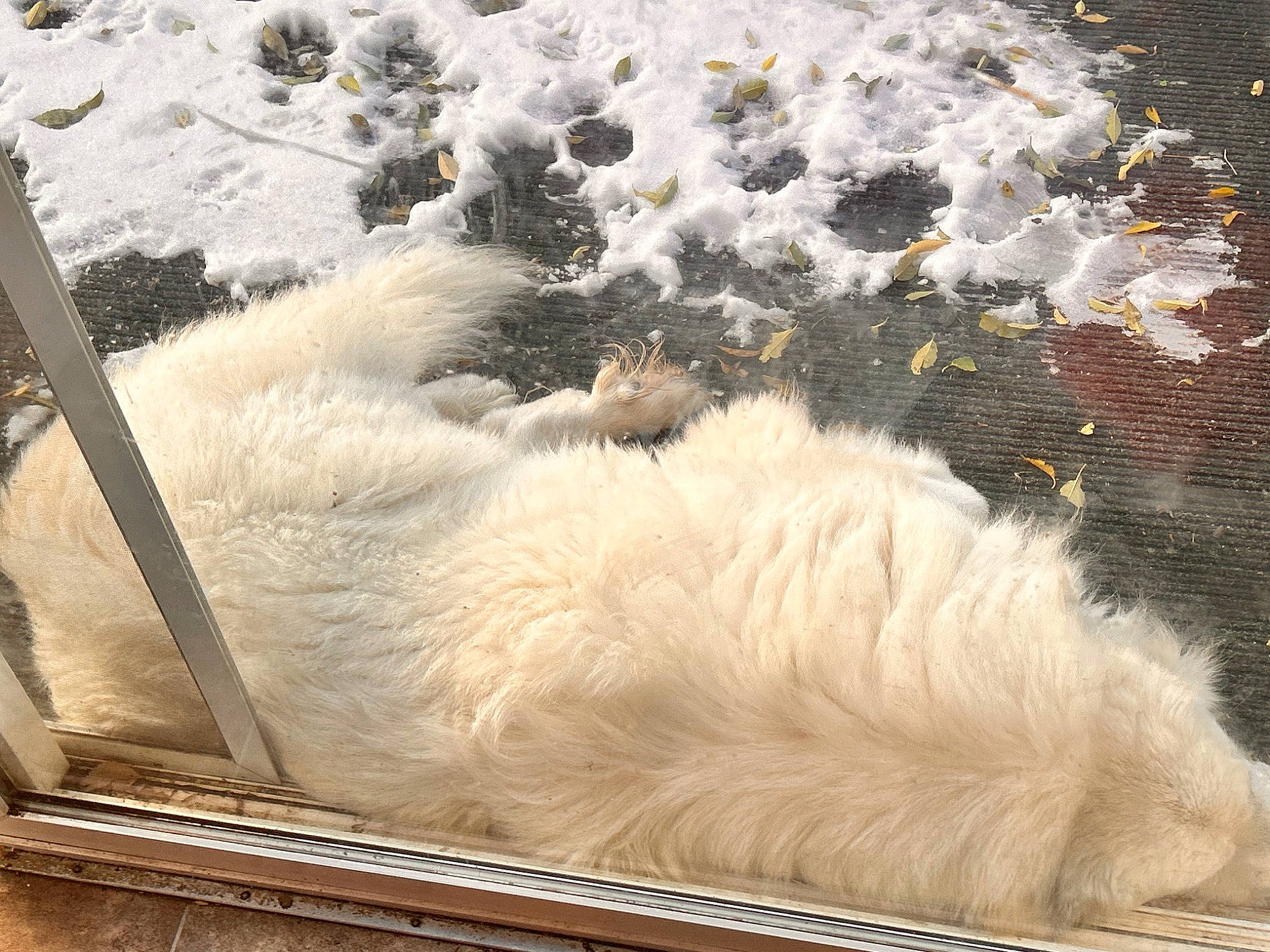 Thor is registered to the contest to win money with this photo: canidae, carnivore, companion_dog, dog_breed, felidae, freezing, frost, fur, polar_bear, small_to_medium_sized_cats, sporting_group, tail, textile, water, wind_wave, winter, wood