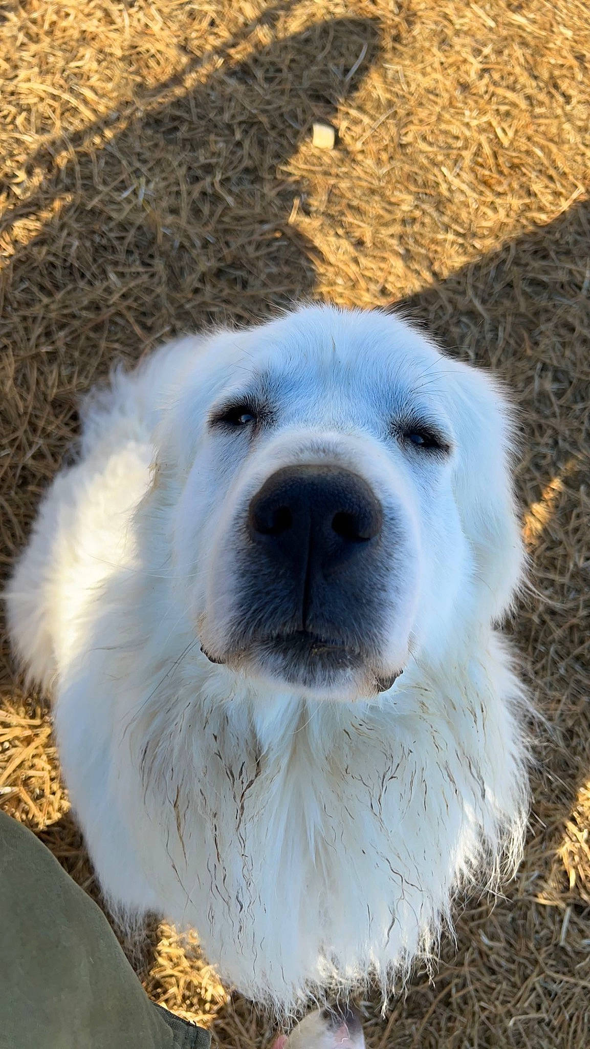 Thor joined the competition — help win amazing prizes! canidae, carnivore, companion_dog, dog, dog_breed, fang, fur, great_pyrenees, livestock_guardian_dog, non_sporting_group, polar_bear, polish_tatra_sheepdog, puppy, snout, sporting_group, terrestrial_animal, whiskers, wildlife