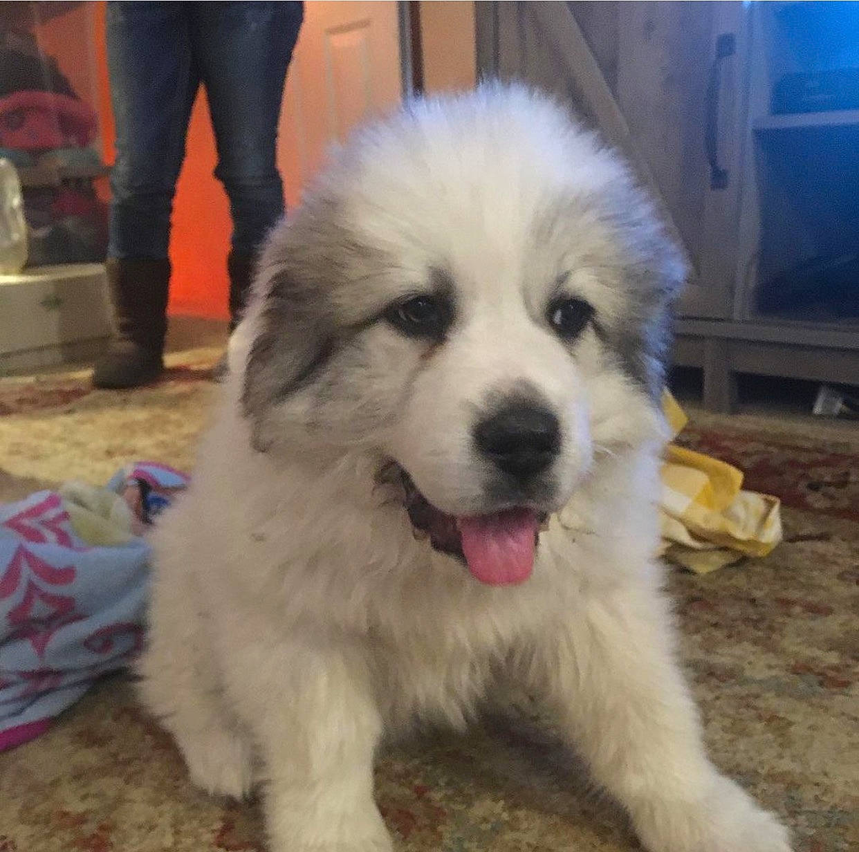 Thor is registered to the contest to win money with this photo: ancient_dog_breeds, carnivore, companion_dog, dog, dog_breed, fur, livestock_guardian_dog, non_sporting_group, polish_tatra_sheepdog, sporting_group, working_animal, working_dog