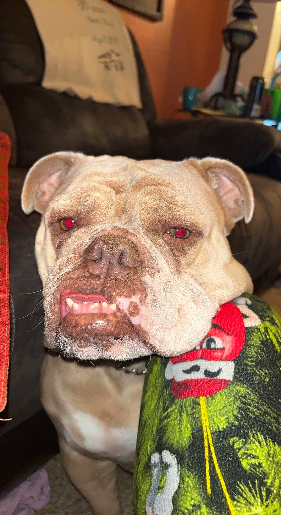 Cookie is registered to the contest to win money with this photo: canidae, carnivore, chair, collar, companion_dog, dog, dog_breed, dog_collar, fawn, fur, liver, molosser, non_sporting_group, snout, sporting_group, terrestrial_animal, whiskers, working_animal, working_dog, wrinkle